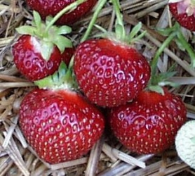 Polka Hz - Erdbeere
