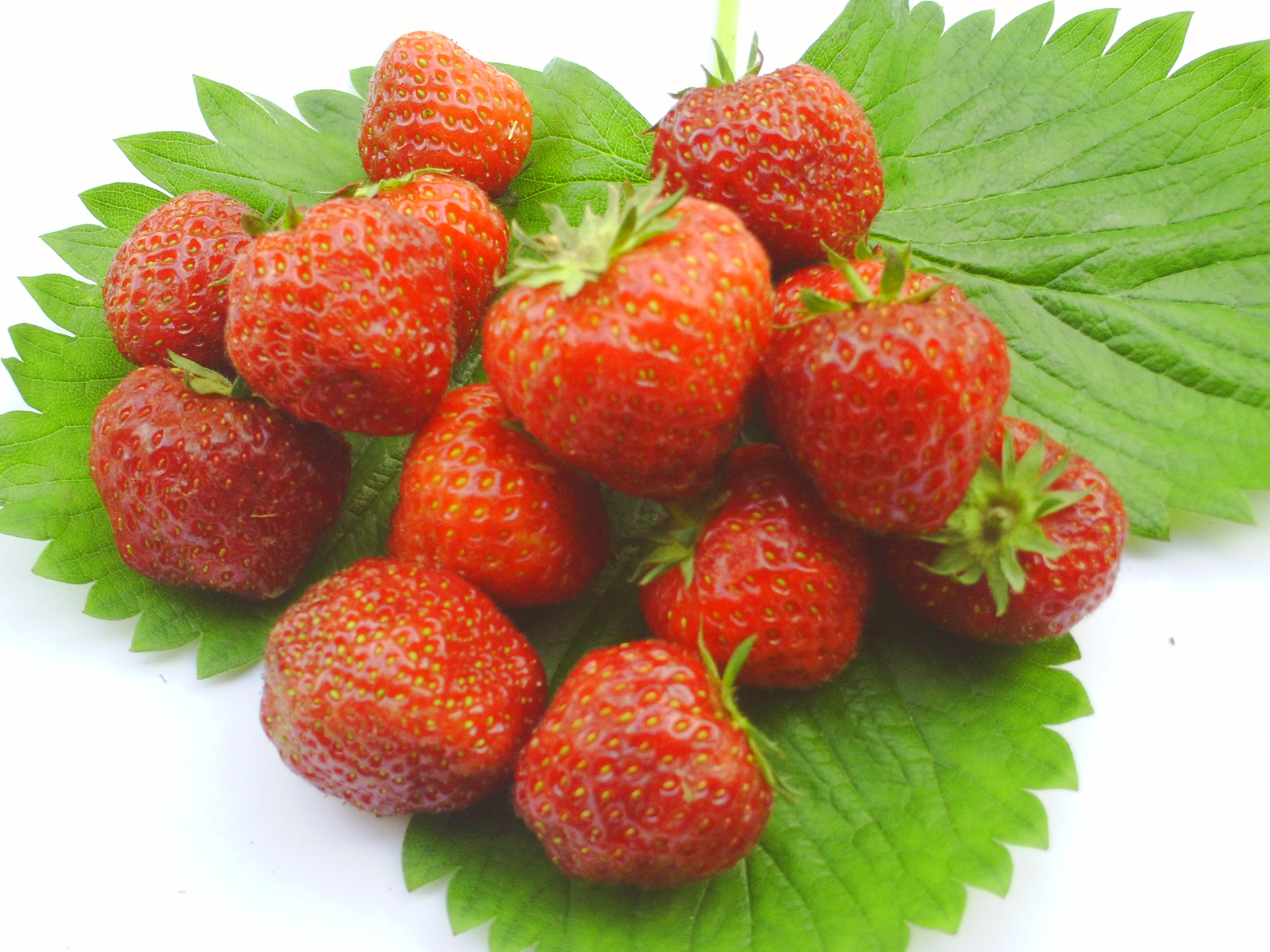 Erdbeerpflanzen Senga Sengana 250  Frigo Pflanzen  € 79,50 