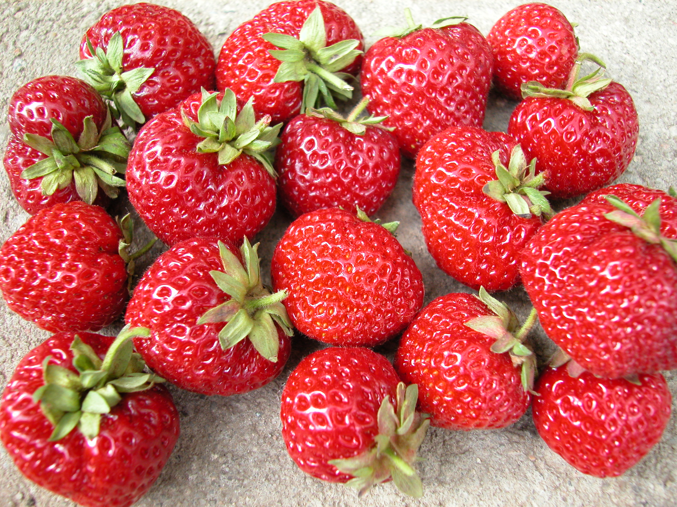 Земляника садовая мице шиндлер. Клубника мизе. Сорт клубники мице шиндлер. Мизе кити шиндлер клубника. Клубника мизе.